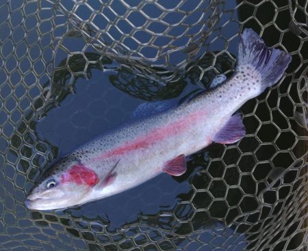 ちょっと渋いけど釣れたぞ！ 大安トラウトレイク
